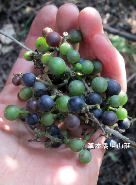 青草油脂粒侧柏叶蒲公英洗发皂