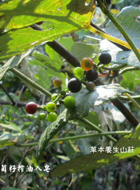 葡萄籽油疏通毛孔洁面皂