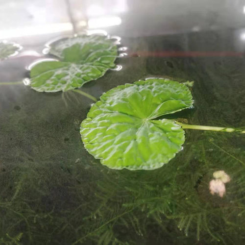 淡水鱼缸养ada香香草浮萍绿植吊漂浮水下爬行水面水草水上植物 - 图2