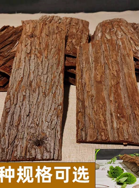 杉树片石斛种植版石斛苔藓