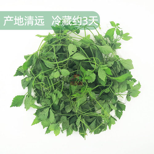 五叶神新鲜五叶参绞股蓝七叶胆福音草农家乐农庄煲汤食材食用野菜 - 图0