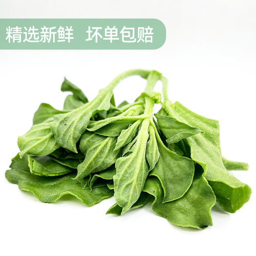 新鲜冰草健身沙拉西餐食材凉拌轻食生吃水晶冰菜当季蔬菜包邮 - 图1
