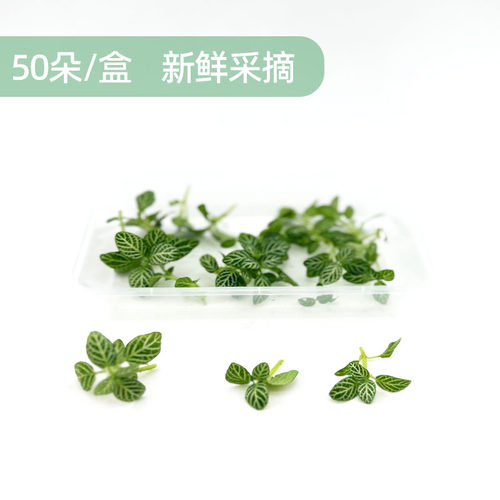 新鲜绿网纹草 白网纹叶日料西餐厅酒店蛋糕烘培摆盘装饰点缀花草 - 图0