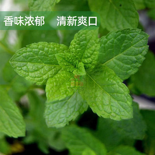 新鲜薄荷叶留兰香食用泡水装饰烘培调酒水吧专用蔬菜增香调味食材 - 图3