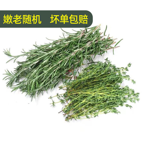 迷迭香百里香新鲜食用香草西餐煎牛排用蛋糕装饰组合香料蔬菜包邮 - 图0
