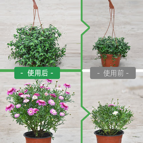 深邦 植物通用型营养液土水培花卉绿萝多肉绿叶肥盆栽有机肥 - 图0