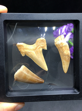 摩洛哥古生物教学科普标本礼盒装