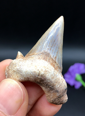 古生物鲨鱼牙化石标本教学礼物