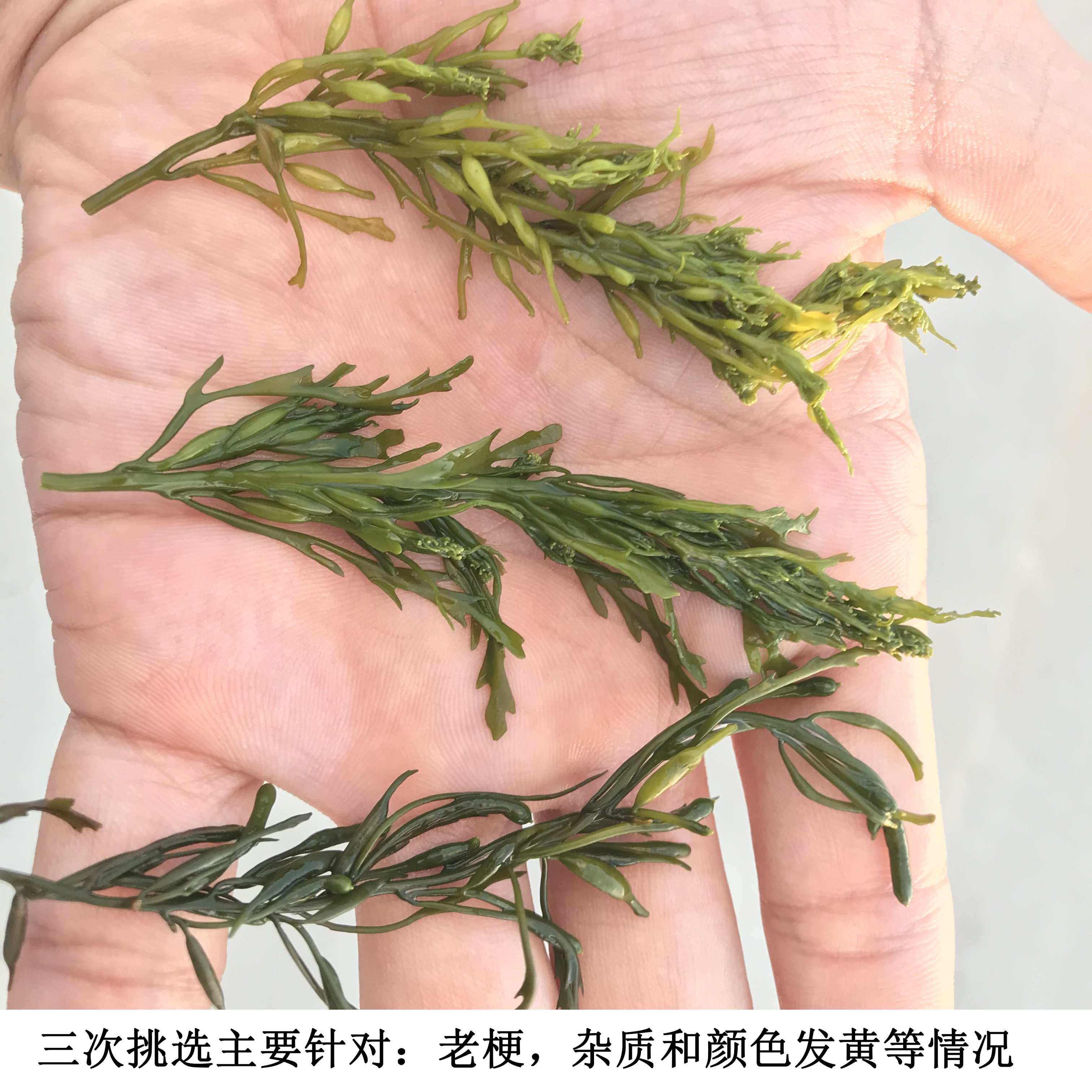 荣成海藻盐渍马尾藻羊栖菜即食海草鞭炮笋火锅串串食材配菜5斤-图2