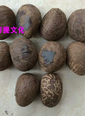 象牙果原果大中小果原料