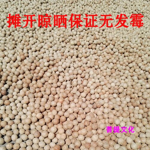 白玉菩提根新款菩提子白果原果直径11-30mm 菩提根大果原料论斤卖 - 图0