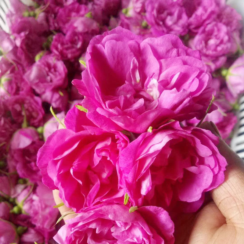 平阴玫瑰纯露补水喷雾500ml爽肤水 平阴玫香缘特产店纯露/花水