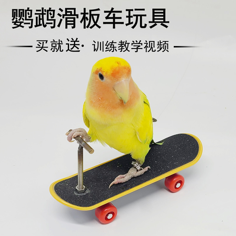鹦鹉玩具鸟玩具滑板车解闷训练小道具益智玄凤牡丹鹦鹉鸟用品大全-图0