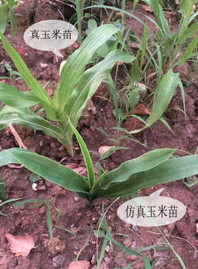 软胶高仿真玉米苗工厂直销