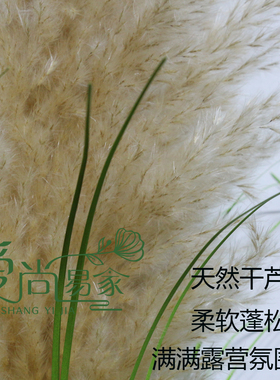 毛毛花毛干草假花天然干芦苇芦花狗尾巴洋葱草芦苇草仿真芦苇造景