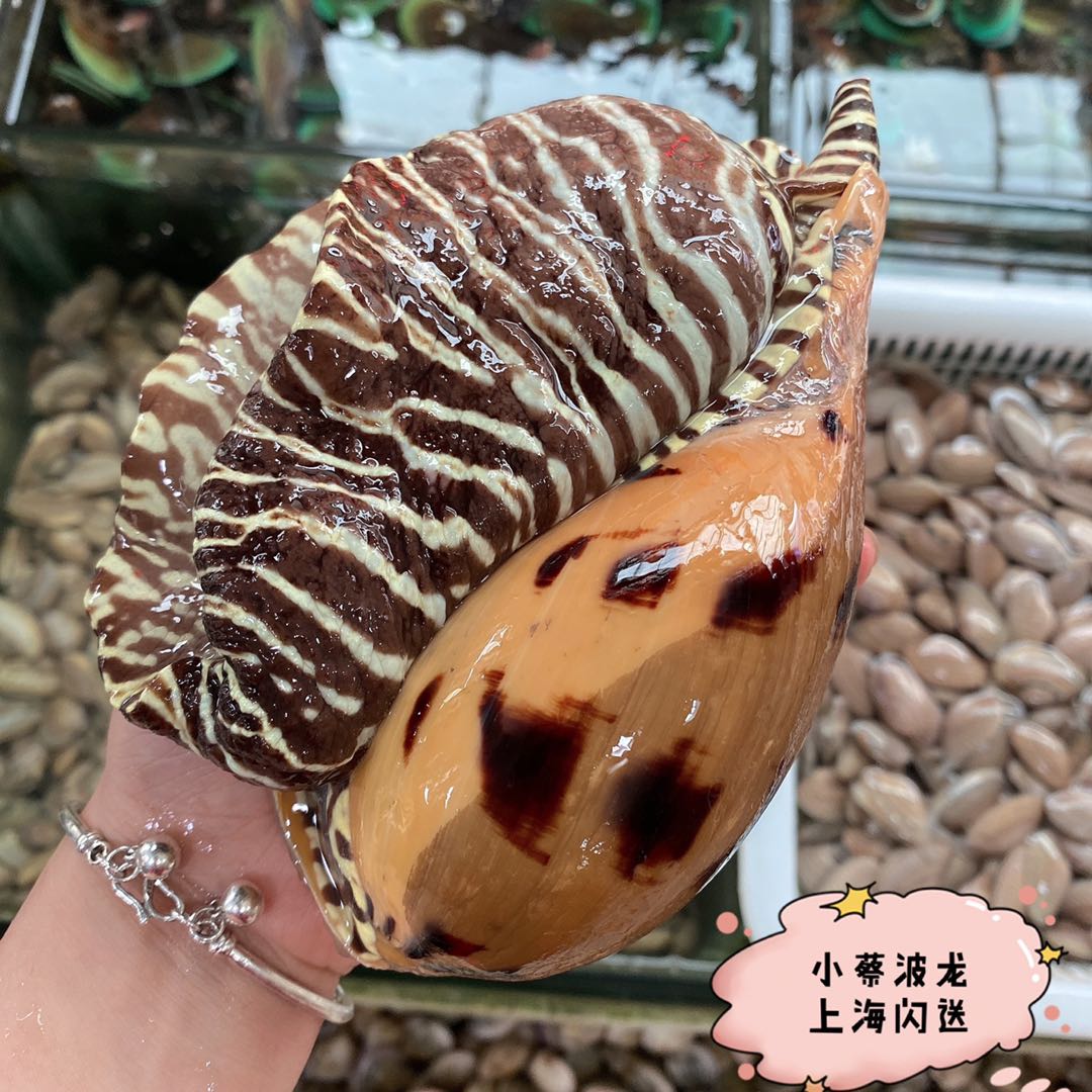 鲜活黄螺海鲜水产贝类新鲜超大海螺油螺木瓜螺椰子螺翡翠螺7斤1只 - 图0