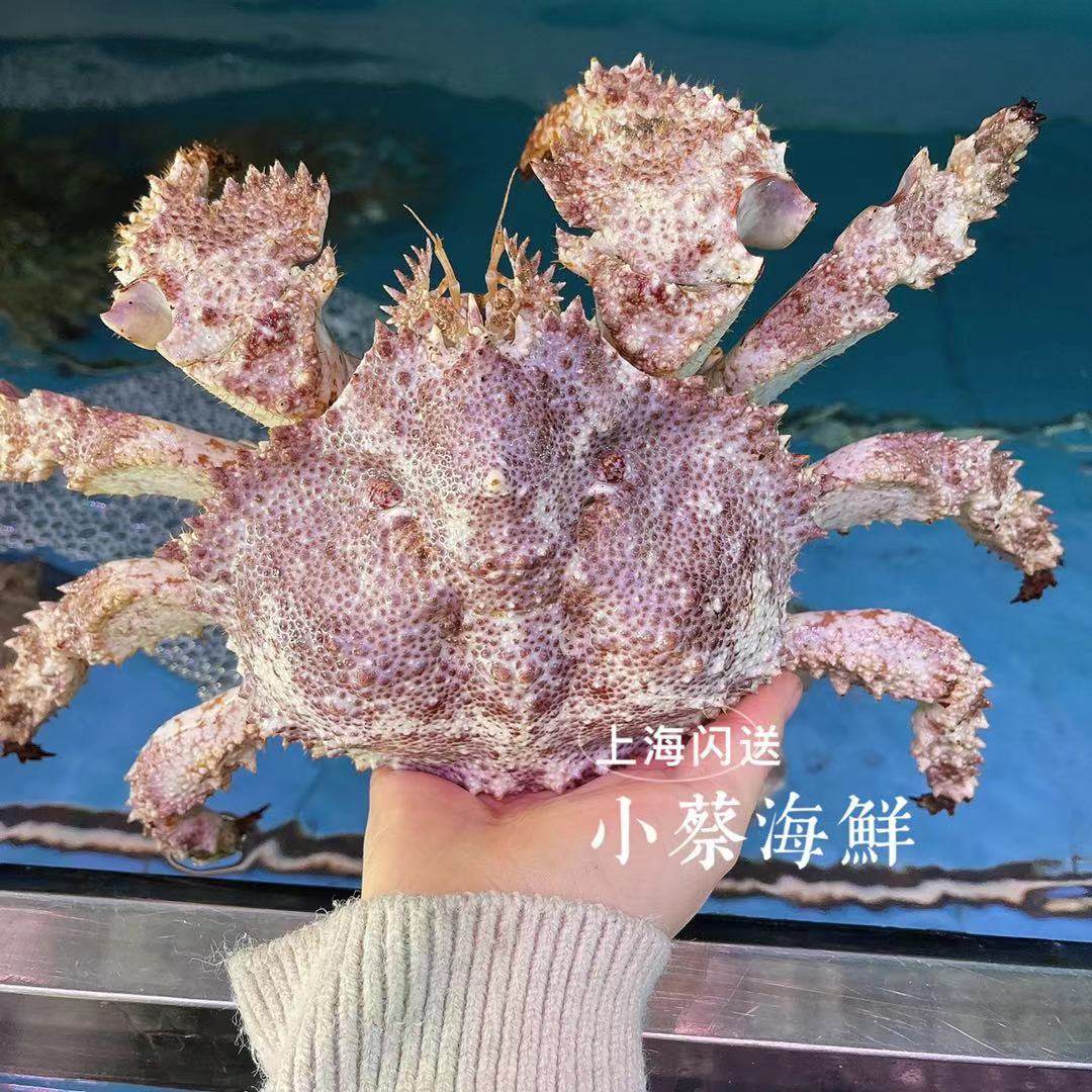 鲜活皇后蟹深海野生大螃蟹海鲜水产非皇帝蟹 帝王蟹 长脚蟹2斤1只,淘宝优惠券,粉丝福利购,淘宝优惠卷