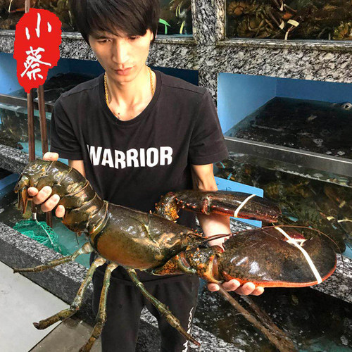 鲜活波士顿龙虾超大波龙海鲜水产非澳洲大龙虾澳龙小青龙10斤1只 - 图0