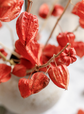 灯笼果干花束真花喜庆红果子装饰