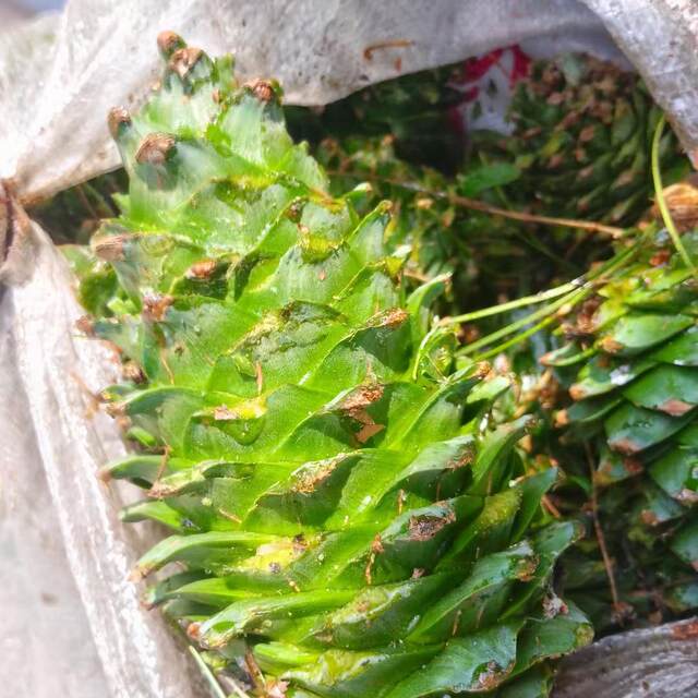 Northeastern pine nuts crispy pine nuts original nuts roasted seeds and nuts snacks dried fruits wholesale bulk single pine cone with pine nuts