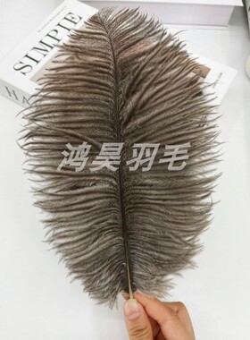 南非进口婚庆鸵鸟羽毛　表演配饰婚庆羽毛　20-25厘米　鸵鸟毛