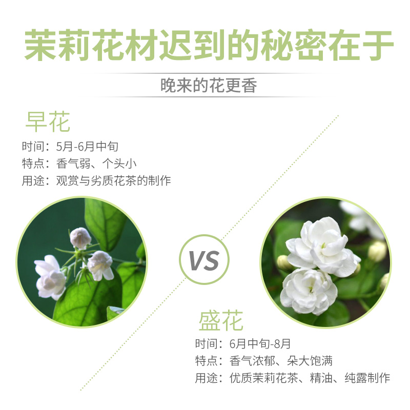 茉莉花茶浓香型散装四川花茶叶茶叶绿茶 新茶250g罐装包邮 - 图3