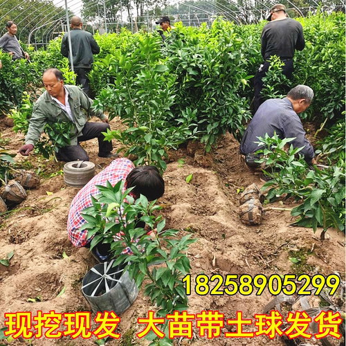 新品种沃柑树苗 嫁接沃柑苗091无核沃柑苗广西武鸣无籽沃柑果树苗 - 图2