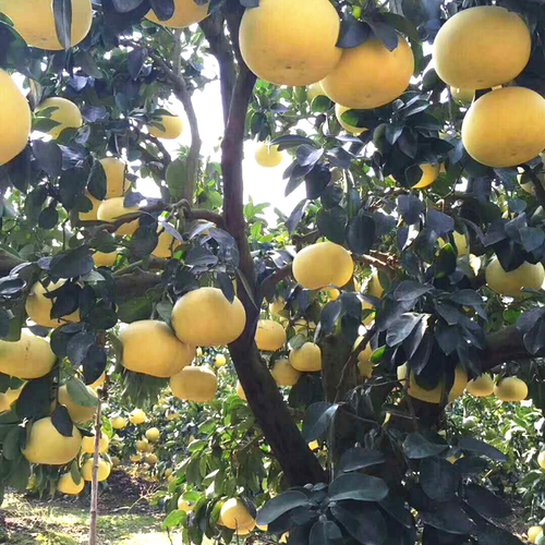 玉环文旦柚树苗嫁接柚子树苗蜜柚苗柚子树树苗南北方种植带土包邮 - 图1
