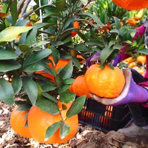 大果椪柑树苗 台湾85-1巨型椪柑苗 无核椪柑芦柑桔子树苗当年结果 - 图0