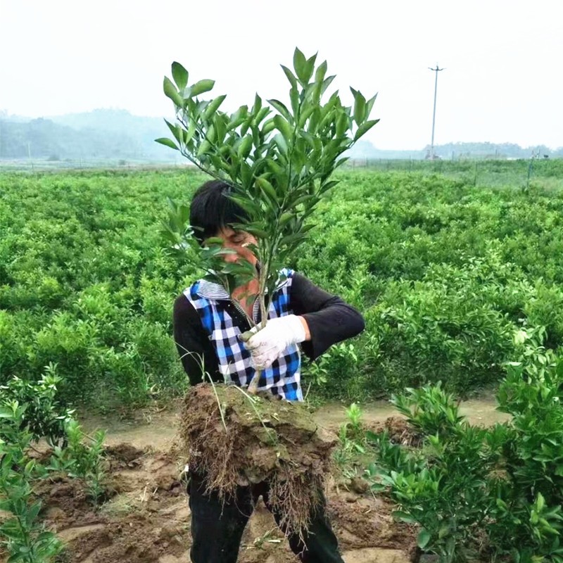 特早熟蜜桔树苗大分一号蜜桔苗大分四号柑橘苗南北方种植当年结果-图3