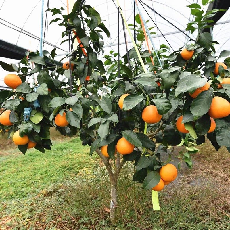 正宗象山红美人树苗爱媛28号橘子苗嫁接红美人柑橘苗带果带土包邮,淘宝优惠券,粉丝福利购,淘宝优惠卷