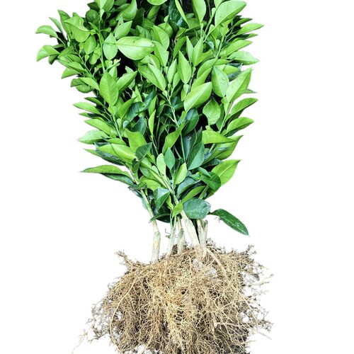 常山胡柚树苗胡柚苗嫁接柚子树苗蜜柚苗柚子苗南北方种植当年结果 - 图3