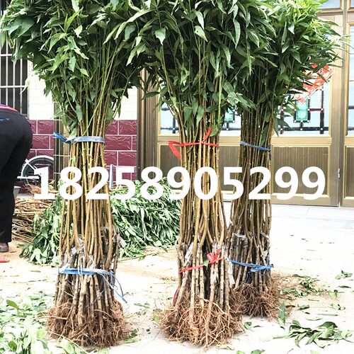 五月红水蜜桃树苗 特早熟桃树苗 嫁接桃树树苗 南北方种植可-盆栽 - 图2