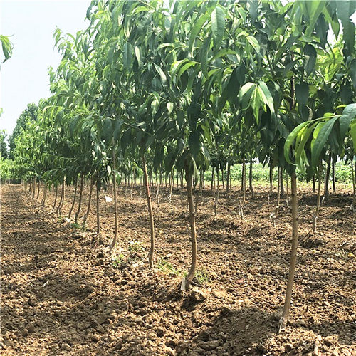 新品种黄桃树苗 黄金蜜4号桃苗 黄桃苗果大香甜 南北方栽植果树苗 - 图3