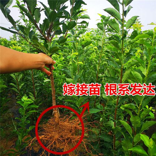 黄金奈李树苗 嫁接李子树苗 油奈李子苗 当年结果适合南北方种植 - 图1