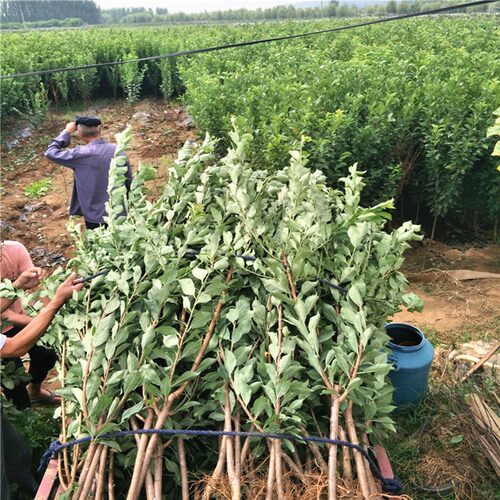黄金奈李树苗 嫁接李子树苗 油奈李子苗 当年结果适合南北方种植 - 图2