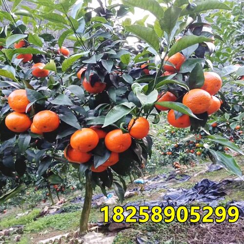 新品种沃柑树苗 嫁接沃柑苗091无核沃柑苗广西武鸣无籽沃柑果树苗 - 图1