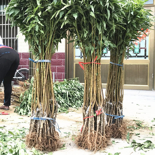 无锡阳山水蜜桃树苗 嫁接桃树树苗 水蜜桃苗 适合南方北方种植 - 图2