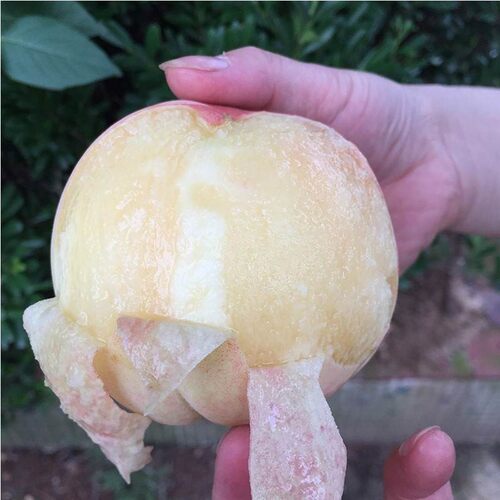 无锡阳山水蜜桃树苗 嫁接桃树树苗 水蜜桃苗 适合南方北方种植 - 图0