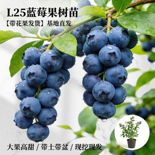 粉兔眼蓝莓树果苗红粉佳人品种盆栽地栽四季种植阳台庭院盆景 - 图3