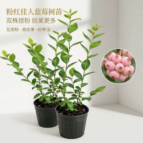 粉兔眼蓝莓树果苗红粉佳人品种盆栽地栽四季种植阳台庭院盆景 - 图0