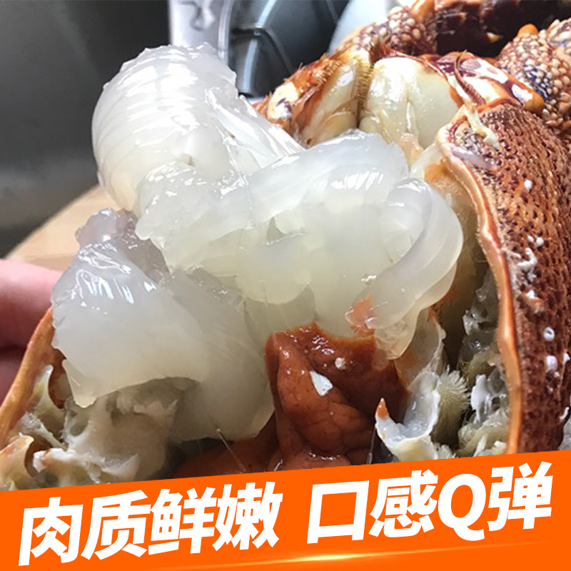 澳龙大龙虾鲜活龙虾澳洲大龙虾进口波士顿龙虾波龙奥龙5-6两/只价 - 图1