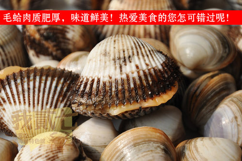 海鲜水产贝类鲜活毛蛤新鲜蛤蜊大毛蛤野生大毛蚶赤贝海毛蛤血蛤 - 图1