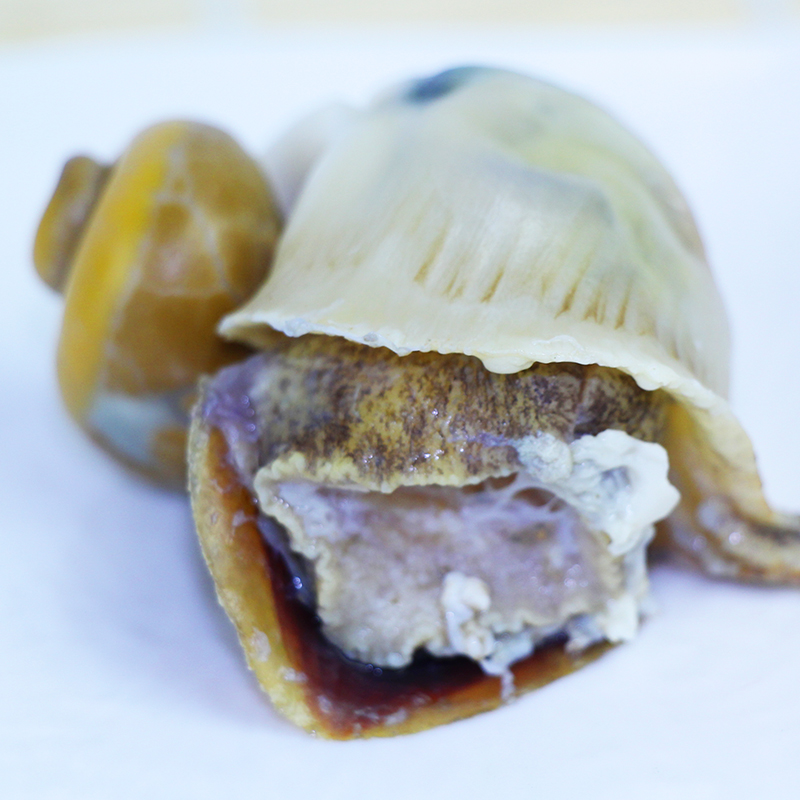 Fresh super conch extra large shellfish seafood fresh Yantai specialty sea conch 1 catties 2-3