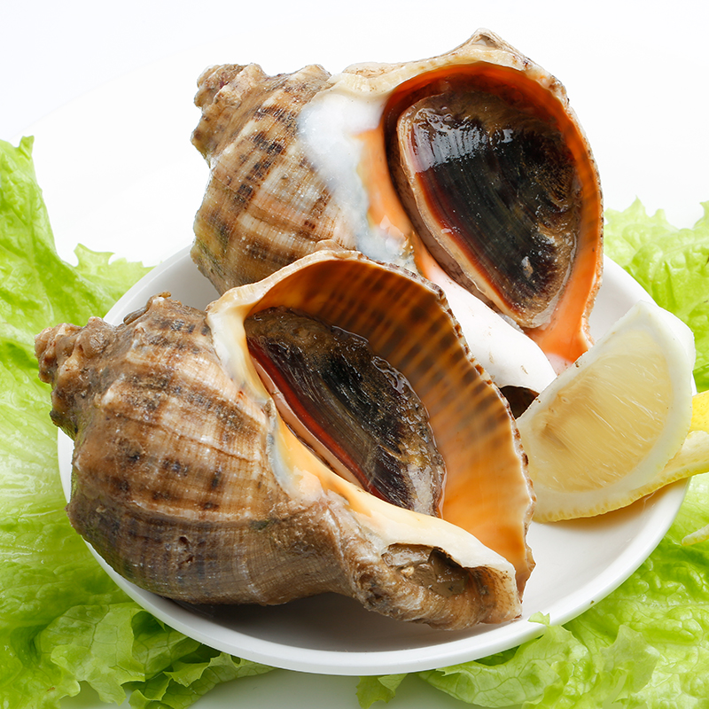 Fresh super conch extra large shellfish seafood fresh Yantai specialty sea conch 1 catties 2-3