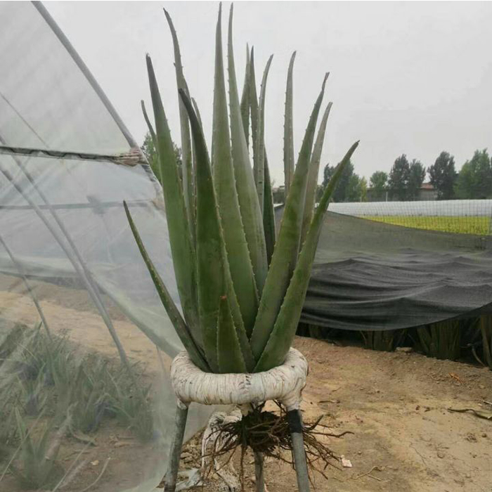 库拉索芦荟美容院灌肤补水专用可食用多肉植物绿植室内花卉室植物,淘宝优惠券,粉丝福利购,淘宝优惠卷