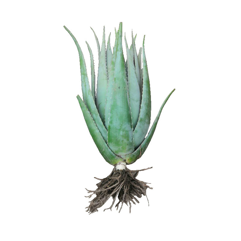 库拉索芦荟美容院灌肤补水专用可食用多肉植物绿植室内花卉室植物,淘宝优惠券,粉丝福利购,淘宝优惠卷