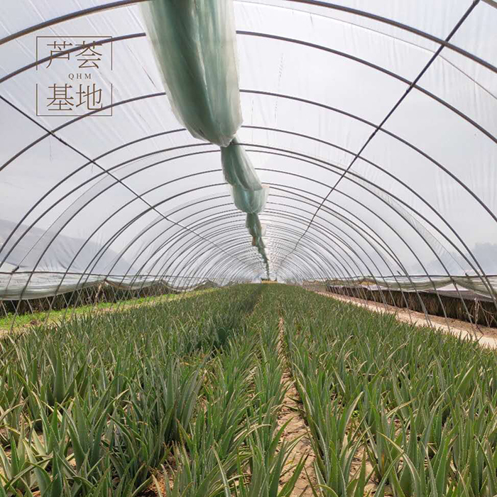 库拉索芦荟美容院灌肤补水专用可食用多肉植物绿植室内花卉室植物 - 图1