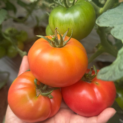 四川攀枝花露天粉罗兰番茄农家种植老味道西红柿新鲜桃太郎柿子 - 图3