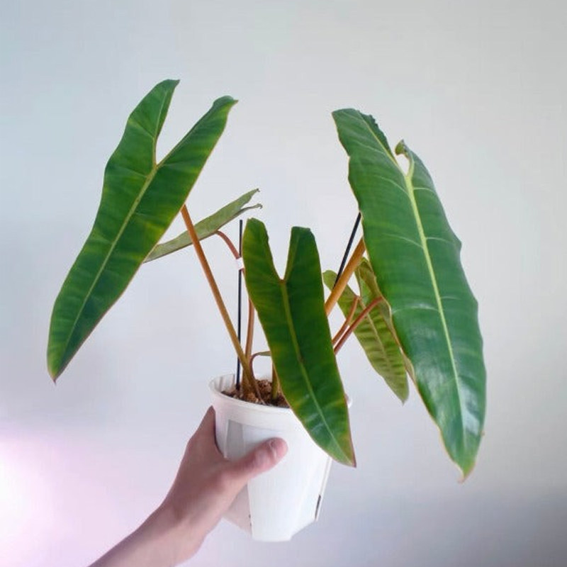 橙柄蔓绿绒 ins风网红进口绿植盆栽室内阳台观叶植物 露露花园,淘宝优惠券,粉丝福利购,淘宝优惠卷